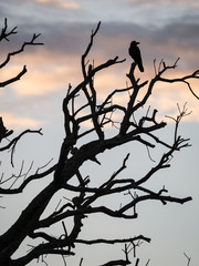 Crow on The Top of Dried Twigs Dead