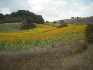 campo di girasoli