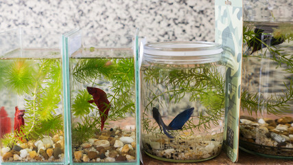 Siamese Fighting Fish in Fish Jars of Different Sizes