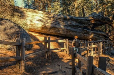 Exploring Giant Sequoia Grove
