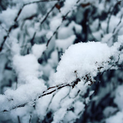 A tree branch covered with snow. Close up. A snowy day in the park. Aged photo. Winter in Russia.