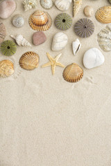 Fototapeta na wymiar Sea shells and star fish