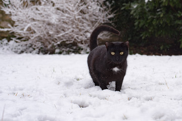 Domestic black cat is hunting in the snow