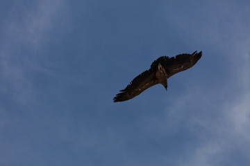 Condor flying  in Peru