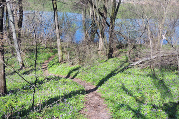 The first leaves on the trees