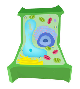 A plant cell diagram