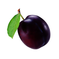 Vector illustration of plum with leaf.