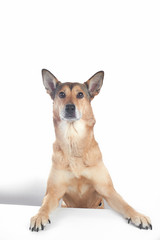 Naklejka na ściany i meble dog shepherd on white background portrait in front of white table. with paws on the table