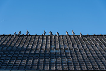 pigeon on roof