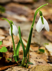 Beautiful snowdrop flowers closeup