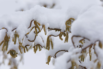 Gemeine Hasel (Corylus avellana),  Haselstrauch Blüte mit Schnee 