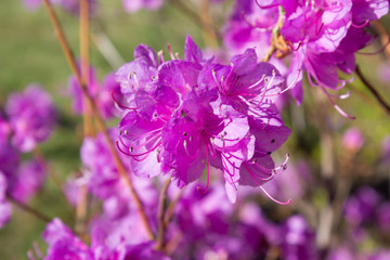 Fototapeta premium Rhododendron sichotense flower