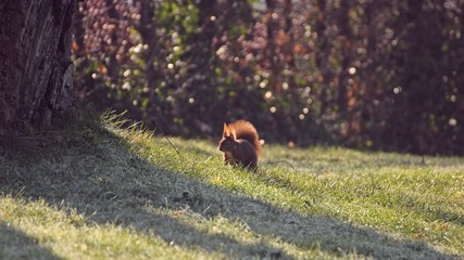 Ein Eichhörnchen (Sciurus vulgaris) bei der Futtersuche im Spätwinter
