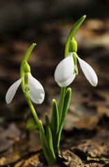 Fototapeta premium Beautiful snowdrop flowers closeup