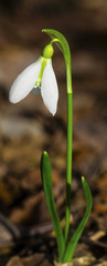Beautiful snowdrop flower closeup