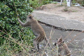 Two wild monkeys playing at the monkey mountain Khao Takiab in Hua Hin, Thailand, Asia