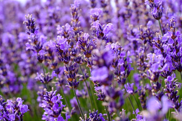 Fleurs de lavande sur le champ, gros plan.