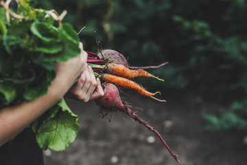 Harvest vegetables: a bunch of fresh vegetables in their hands (beets, carrots, beans, onions, garlic and others)