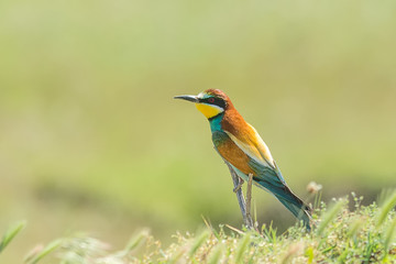 European Bee-eater, beautiful colorful bird sitting on a twig,Merops apiaster