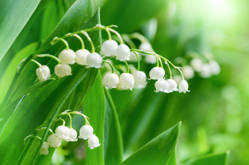 Beautiful wild lily of the valley flowers in a sunny forest.