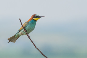 European Bee-eater, beautiful colorful bird sitting on a twig,Merops apiaster