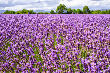 Fototapeta premium Champ de lavande, Provence, France.