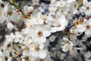 The first flowering trees