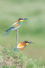 Couple of European bee-eaters,the male is bringing an insect as part of the mating ritual, Merops Apiaster 