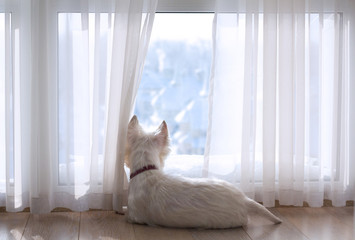 white dog look out the window at the winter landscape