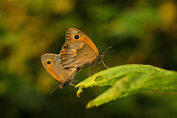 Love in spring