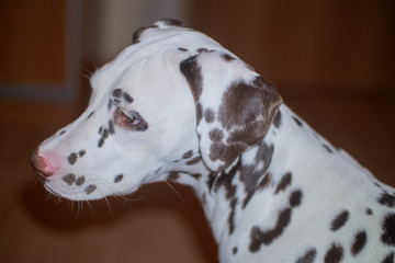 Dalmatian, black and white portrait