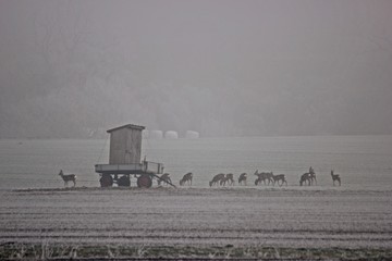 Ein Sprung Rehe (Capreolus capreolus) äst im Winter neben einem Hochsitz   © Schmutzler-Schaub