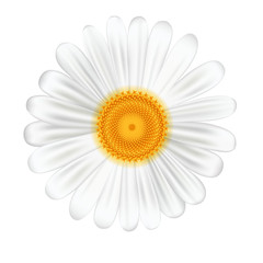 White camomile on white background