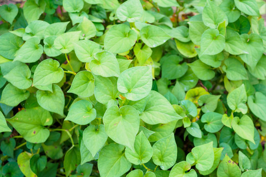 Houttuynia cordata know as fish mint or Plu Kaow Thai herbal medicine
