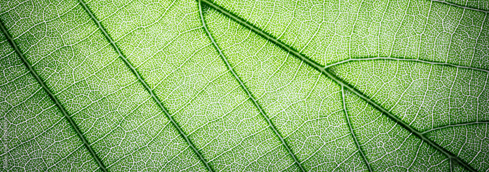Aufkleber web banner green leaves macro texture background