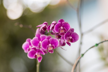 Orchidea
