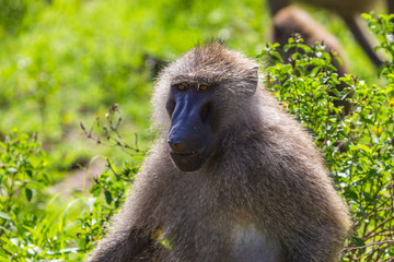 Obraz premium Baboons. Lake Manyara National Reserve Tanzania.