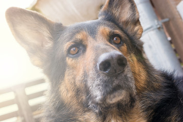 Aufmerksam schauender Wachhund beobachtet mit gespitzten Ohren seine Umgebung