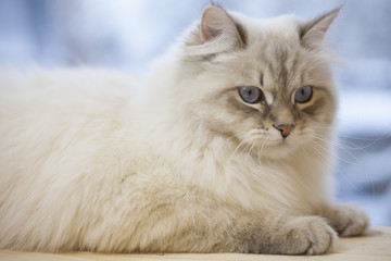 Obraz premium A siberian cat on a window sill