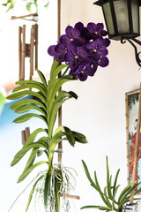 Wanda Orchidea