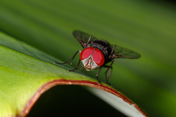 red eye fly macro Close up