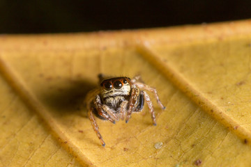 Macro jumping spider on yellow dry leaf