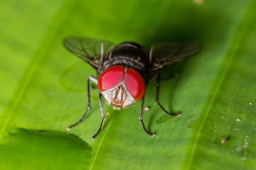 red eye fly macro Close up