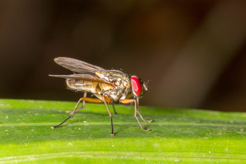 red eye fly macro Close up