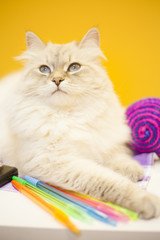A female siberian cat against yellow background