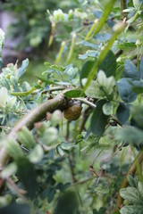 Schnecke auf dem Kopf