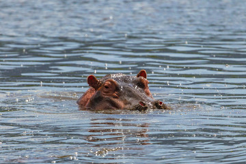 Hippopotamus at Ngorongoro Conservation Area, Tanzania.