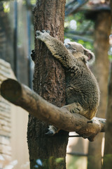 Koala on tree branch in the zoo.
