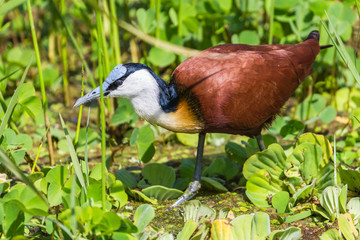 African Jacana. Lake Manyara National Reserve. Tanzania.