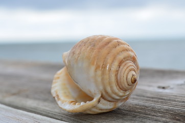 Mushel Shell